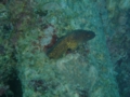 Moray - Yellow-edged Moray - Gymnothorax flavimarginatus