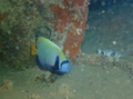 Angelfish - Emperor Angelfish - Pomacanthus imperator