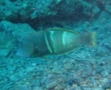 Wrasse - Clown Coris Wrasse - Coris aygula