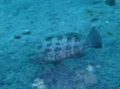 Groupers - Marbled Grouper - Epinephelus polyphekadion