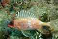 Squirrelfish - Longspine Squirrelfish - Holocentrus rufus