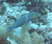 Wrasse - Ring Wrasse - Hologymnosus annulatus