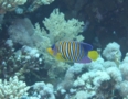 Angelfish - Royal Angelfish - Pygoplites diacanthus