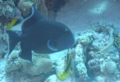 Triggerfish - Blue Triggerfish - Pseudobalistes fuscus