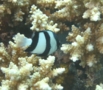 Damselfish - Banded Damselfish - Dascyllus aruanus