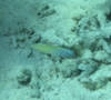 Blennies - Blackline Fangblenny - Meiacanthus nigrolineatus