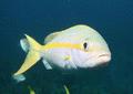 Snappers - Yellowtail Snapper - Ocyurus chrysurus