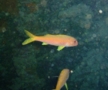 Goatfish - Yellowfin Goatfish - Mulloides vanicolensis