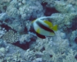 Butterflyfish - Red Sea Bannerfish - Heniochus intermedius