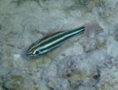 Cardinalfish - Blackstripe Cardinalfish - Ostorhinchus nigrofasciatus