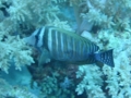 Surgeonfish - Desjardini Sailfin Tang - Zebrasoma desjardinii