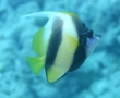 Butterflyfish - Red Sea Bannerfish - Heniochus intermedius