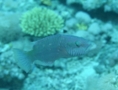 Wrasse - Cheek-lined Splendour Wrasse - Cheilinus digrammus