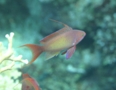 Basslets - Sea Goldie(Jewel Fairy Basslet,Scalefin Anthias) - Pseudanthias squamipinnis