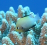 Damselfish - Red Sea Dascyllus - Dascyllus marginatus