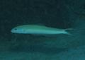 Tilefish - Sand Tilefish - Malacanthus plumieri