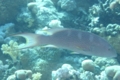 Groupers - Lunartail Grouper - Variola louti