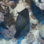 Filefish - Broom Filefish - Amanses scopas