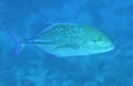 Jacks - Bluefin Trevally - Caranx melampygus