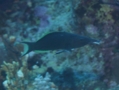 Wrasse - Bird Wrasse - Gomphosus caeruleus