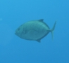 Jacks - Goldbody Trevally(Orange-spotted Trevally) - Carangoides bajad