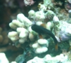 Blennies - Chestnut Blenny - Cirripectes castaneus