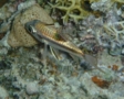 Cardinalfish - Bridled Cardinalfish(Spurcheek Cardinalfish,Iridescent Cardinalfish) - Pristiapogon fraenatus