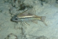 Cardinalfish - Bridled Cardinalfish(Spurcheek Cardinalfish,Iridescent Cardinalfish) - Pristiapogon fraenatus