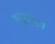 Groupers - Marbled Grouper - Epinephelus polyphekadion