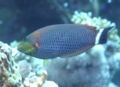 Wrasse - Chiseltooth Wrasse - Pseudodax moluccanus