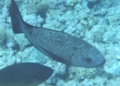 Snappers - Black Snapper - Macolor niger