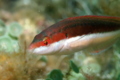 Wrasse - Rainbow Wrasse - Coris julis