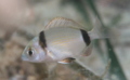 Breams - Doublebanded Bream - Diplodus vulgaris