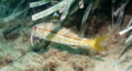 goatfish - Surmullet - Mullus surmuletus