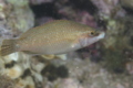 Wrasse - Grey Wrasse - Symphodus cinereus