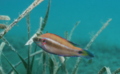 Wrasse - Ocellated Wrasse - Symphodus ocellatus