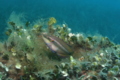 Wrasse - Ocellated Wrasse - Symphodus ocellatus