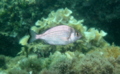 Breams - black seabream - Spondyliosoma cantharus