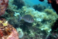 Breams - black seabream - Spondyliosoma cantharus