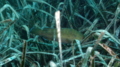 Wrasse - Brown Wrasse - Labrus merula