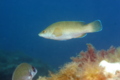 Wrasse - Brown Wrasse - Labrus merula