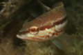 Comber - Comber - Serranus cabrilla