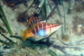 Comber - Painted Comber - Serranus scriba