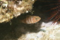 Bass - brown comber - Serranus hepatus