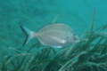 Breams - White Seabream - Diplodus sargus sargus