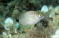 Breams - Annular seabream - Diplodus annularis