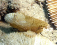 Scorpionfish - Leaf Scorpionfish - Taenianotus triacanthus