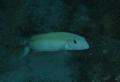 Tilefish - Sand Tilefish - Malacanthus plumieri