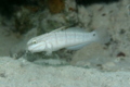 Gobies - Butterfly Goby - Amblygobius albimaculatus