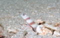 Gobies - Magnus prawn goby - Amblyeleotris sungami